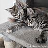 Süße Maine Coon  Kitten suchen liebevolles zuhause
