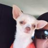 Mini Chihuahua