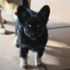 Chihuahua Welpe - Rüde noch frei