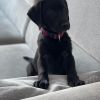 Labrador Weibchen zu verkaufen 