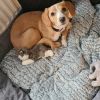 Beagle Mischlingshund 