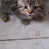 Kätzchen Katze Baby Kitten BKH britische kurzhaar 