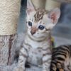 Bengal Kitten reinrassig 