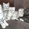Vier wunderschönen Bkh Kitten 