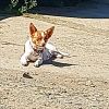 Chihuahua shelty mix
