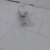 Perser Katze Weiblich baby