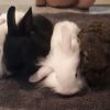 Vergebe noch 2 baby Kaninchen 