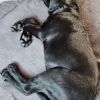 Labrador Rüde 5 Monate 