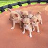 Süße Chihuahuawelpen suchen neues Zuhause