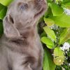 Labrador Welpen in silber und charcoal mit Ahnentafel