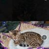 Reinrassige Bengal Kitten mit Stammbaum Zuchtfrei geshipt EU-Pass ab sofort abholbereit.