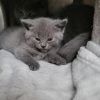 Britisch kurzhaar kitten blue 