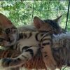 Savannah-Bengal Kitten sind bereit für die Abholung 