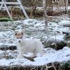 2 reinrassige Siberian Husky Welpen absofort Abgabebereit 