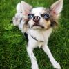 Chihuahua Hündin Merle 