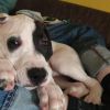 Dogo Argentino Mischlings Rüde 4 Monate 