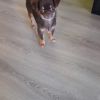 Chihuahua Rüde sucht liebevolles zuhause 
