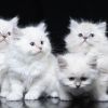 Wunderschöne Kitten Babies Stammbaum Ragdoll 