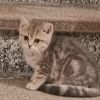 Wunderschöne Kitten Babies BKH Stammbaum British Kurzhaar Abgabe bereit 