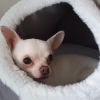 Chihuahua Rüde 