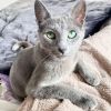 Wunderschöne Russisch Blau Kitten suchen DICH