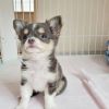 Süße Chihuahua Welpen die ein neues Zuhause suchen