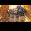 Zu verkauf  Französische Bulldogge mit Mops welpen