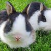 Kaninchen/ Babykaninchen/ Geschwisterpaar