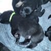 9 kleine Schäferhund Welpen suchen ab August ein neues Zuhause 