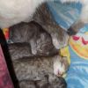 Britische Kurzhaarkatzen Babys BKH Kitten