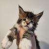 Maine Coon Kitten zum verlieben 