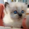 RAGDOLL Kitten,Kätzchen,Hauskätzchen, Colourpoint,