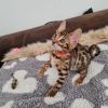 4 Wunderschöne Bengal Kitten 