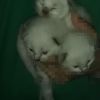 Siam Katzen Babys 