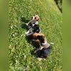 Parson jack russel Terrier Welpen 