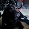 Labrador  2 Jahre sucht neue zuhause