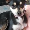 Chihuahua Mädchen sucht neues zuhause