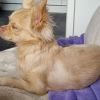 Chihuahua rüde sucht dringend neues Zuhause 