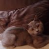 BKH Britisch Kurzhaar Kitten mit Stammbaum