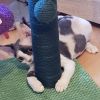Devon Rex Kitten mit Stammbaum
