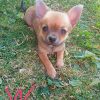 Chihuahua Welpen 