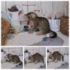 Gepflegte EKH Europäische Kurzhaar gestreifte Katze Kater getigert Tabby Kitten Kätzchen Babykatzen 