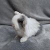 Tolle Original Mini lop Kaninchen Babys zu Abgabe 