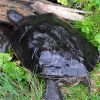 3 Wasserschildkröten dringend abzugeben