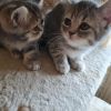 5 hübsche Britisch Kurzhaar Kätzchen suchen ab August ein neues gepflegtes Körbchen 