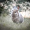 junger Kaninchen Rammler / Löwenköpfchen /kastriert