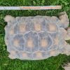 3 Spornschildkröten 