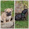 2 Französische Bulldogge Welpen (Rüden) suchen ihre ❤️-Menschen 