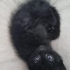 Schwarze Babykatze 