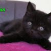 reinrassige Britisch Kurzhaar BKH Kitten , Vater mit Stammbaum